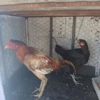 فروش مرغ لاری افغان تخم گذار