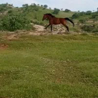 مادیان 3 سال سواری