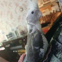 جوجه عروس آلبینو ابلغ دو کت سالم عالی سرحال