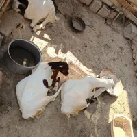 کهره فروشی|حیوانات مزرعه|بندر دیر, |دیوار