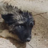 توله سگ قلعه