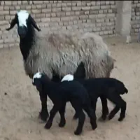 فــروش گوسفند دوقلو زا و چنـد قلوزا و بره|حراج|یزد, |دیوار