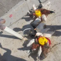 فروش سه خروس گلین|حیوانات مزرعه|شهرضا, |دیوار