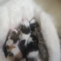 بچه گربه DSH