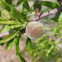 باغ ویلا منطقه سد امند|فروش خانه و ویلا|صوفیان, |دیوار