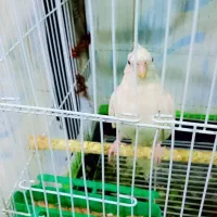 عروس پاریس