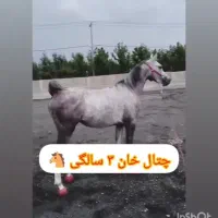 نریون عرب مصری|اسب و تجهیزات اسبسواری|مشهد, شهرک صنعتی توس|دیوار