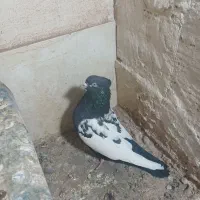 جفتی به شرط تخم جوجه|پرنده|رفسنجان, |دیوار