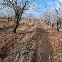 خدمات باغبانی هرس سمپاشی کود دهی