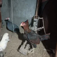 مرغ لاری دونگ بالا