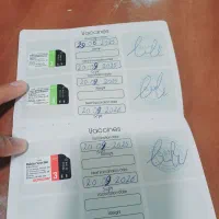 گربه پرشیین خوشگل|گربه|خرمشهر, |دیوار