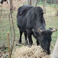 گاو دورگ محلی ۸ ماه شکم ۲ راس|حیوانات مزرعه|رشت, استادسرا|دیوار