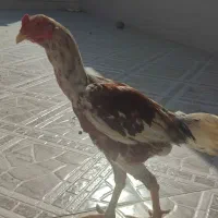 خروس لاری|حیوانات مزرعه|فراشبند, |دیوار