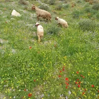 فروش میش اوبره