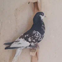 کفتر|پرنده|شیراز, مسلم|دیوار