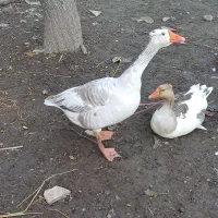 فروش غازواردک وقوغاز|حیوانات مزرعه|پیربازار, |دیوار