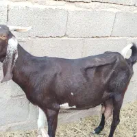 بز پاکستانی