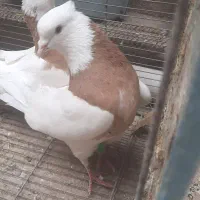 کفترقناری زرد خال سیاه طوقی خفت