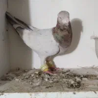 سار کله هما|پرنده|تربت جام, باغ سنگان سفلی|دیوار