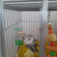 عروس هلندی ماده