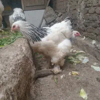 تخم مرغ نطفه برهما