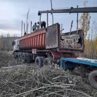 خرید چوب|خدمات باغبانی و درختکاری|تویسرکان, |دیوار