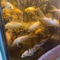 ماهی گوی|ماهی|مشهد, ایثار|دیوار