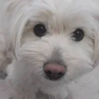 سگ تربیت شده