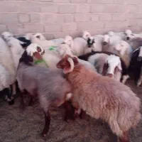 بره محلی|حیوانات مزرعه|سیرجان, |دیوار