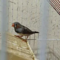 فنچ
