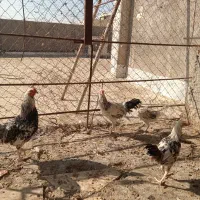 خروس نژاد لاری|حیوانات مزرعه|قم, پردیسان|دیوار