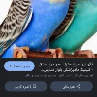 مرغ عشق پیدا شده