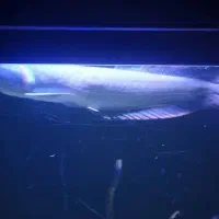 ماهی آروانا سیلور