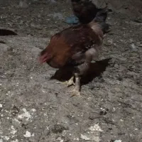 خروس گلین|حیوانات مزرعه|زنجان, |دیوار