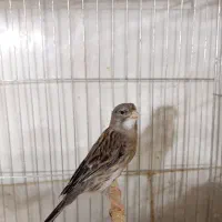 قناری ماده آماده جفتی سهره