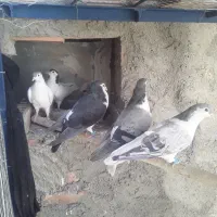 کبوتر
