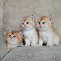 مجموعه گربه های اصیل و خاص ( پرشین بریتیش اسکاتیش)