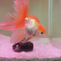 ماهی گلدفیش|ماهی|شیراز, فرهنگیان|دیوار