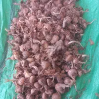 پیاز زعفران نقره شده