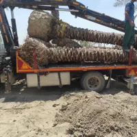 شهر سیرجان لایق زیباترین نخل ها|خدمات باغبانی و درختکاری|سیرجان, |دیوار