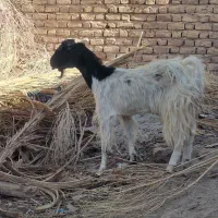 بز وکره نر|حیوانات مزرعه|بم, |دیوار
