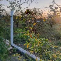 نهال 3ساله انار دانه سیاه و شلیل بارده|خدمات باغبانی و درختکاری|گرگان, |دیوار