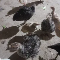 جوجه بوقلمون 65روزه