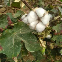 نیاز مند پنبه چین