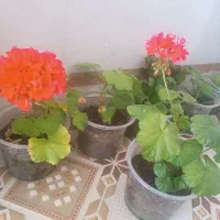 گل طبیعی