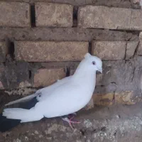 دوتا طوقی تمیز بدون غلط با دمبی|پرنده|شوشتر, |دیوار