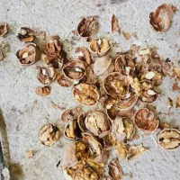 گردوی درجه یک|خوردنی و آشامیدنی|خاوه, |دیوار