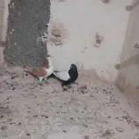 دوتا صید شب|پرنده|تایباد, |دیوار