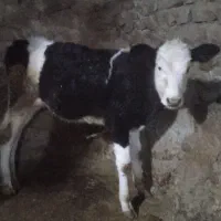 گوساله سیمینتال ماده