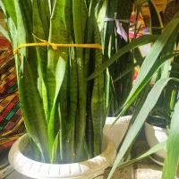 گل شمشیری|گل و گیاه طبیعی|بهارستان, |دیوار